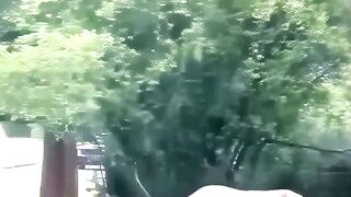This desperate elk blocked traffic to save his friend