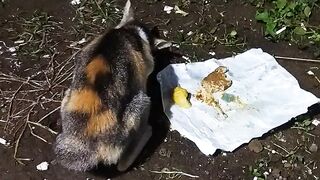 Kucing penuh rasa syukur