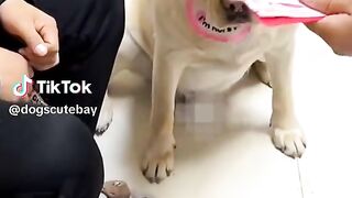 آلمال والكلاب