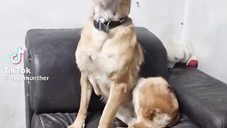 آملوس العجيبة