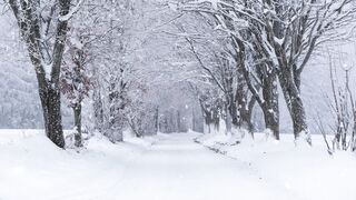 Winter solstice - serene snowy winter road through trees | Trending HD Video