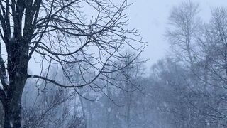 Winter Coat - serene winter park with snowy trees | Trending HD Video