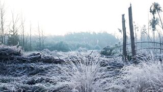 Winter solstice - frosty winter sunrise in dutch forest clearing | Trending HD Video