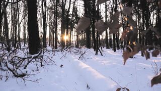 Winterhalter - tracking shot of sunrise in the woods during winter | Trending HD Video 2