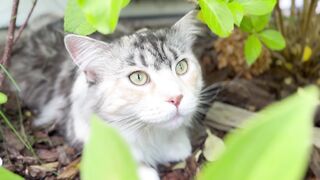 Funnyfuzzy - id | Trending HD Video 6