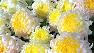 The scenery of beautiful