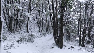 Winter solstice - serene snow covered forest path in winter | Trending HD Video