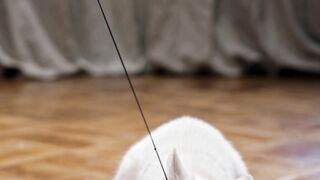 Funnyfuzzy - playing bait with a cat | Trending HD Video