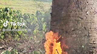 Fire in tree????????????