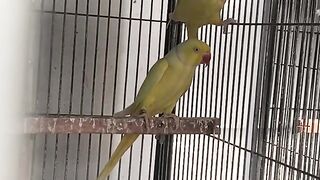 Yellow parrot 2