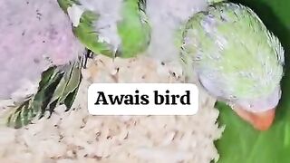 Green birds