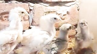 Chota bacha 2
