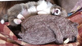 Funnyfuzzy - id | Trending HD Video 9
