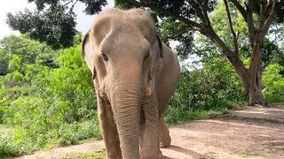 Travelon - elefant elephant thailand | Trending HD Video 2