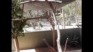I played fingerstyle guitar and put the koalas in the Australian park to sleep.