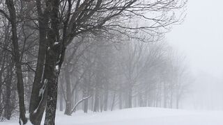The Shy Snow Woman and the Cursed Ring - footage of snow fall in the forest | Trending HD Video