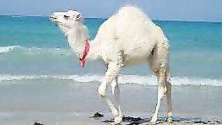 Videnskabelige mirakler i Koranen og Sunnah 23