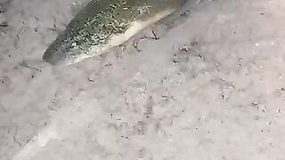 Looking for a fish or eel.. Thanks for watching..!! 31