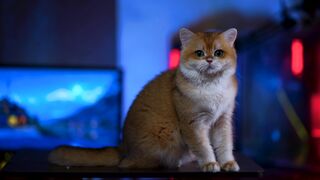 Funnyfuzzy - id | Trending HD Video 11