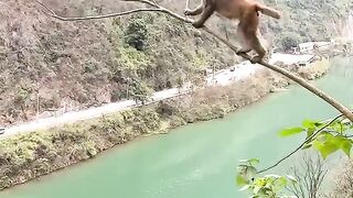 Monkey intelligence and strategy