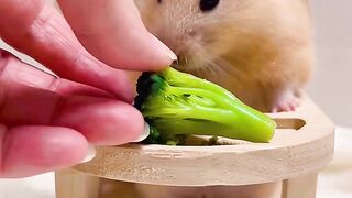Rabbit eat the salad