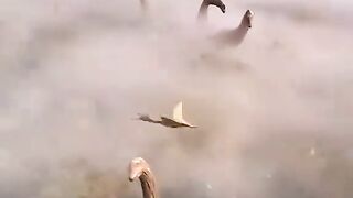 Amazon jungle 3