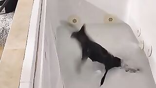 0019_KOT_  ( ▀ ͜͞ʖ▀)