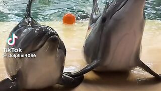 Super Dolphin