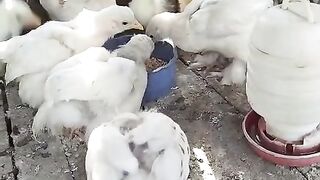 Shah saud birds