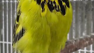 Full angry