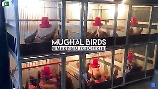 Chicken firm