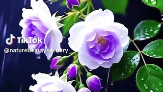 The flowers of love 4