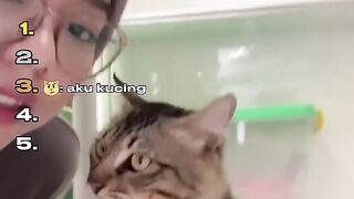 FUNNY CATS 6