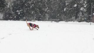Snow boot - a dog running around on snow covered ground | Trending HD Video