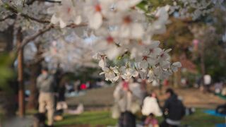 Travelpro - cherry blossom picnic in ueno park japan | Trending HD Video