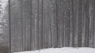 Winterhalter - snowing in forest | Trending HD Video