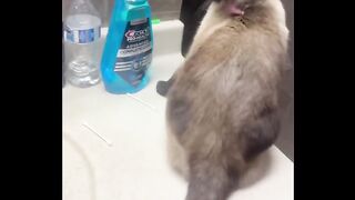 Cat said _You Dirty_????????
