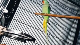 Parrot dream