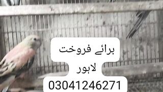 In Lahore 2