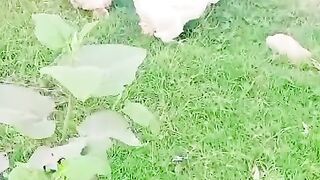 Brahma walk
