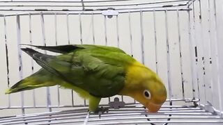 Looking parrot