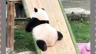 tingkah lucu panda