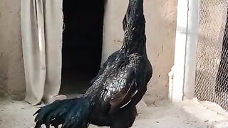 Dangaro