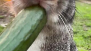 Rabbit eating cucumber