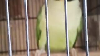 The 3rd March parrot