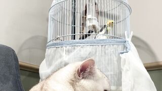 Funnyfuzzy - curious cat observes parrot in cage | Trending HD Video