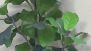 Unveiling Nature's Beauty: A Stunning Plant Display