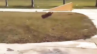 Epic Skateboard Fails and Tricks