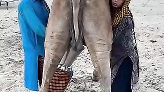 Camel milk traditional