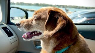 Travel Backpack - close up view of a brown dog | Trending HD Video